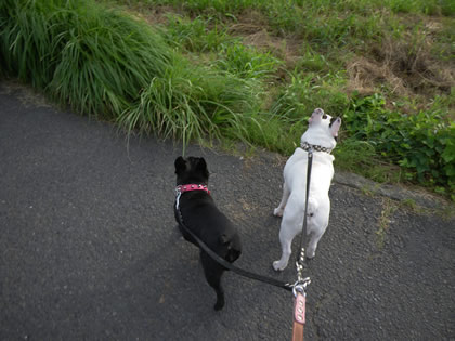 20090805e.jpg