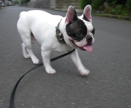 20090811d.jpg