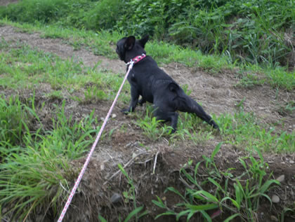 20090811h.jpg