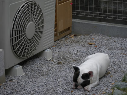 20090819.jpg