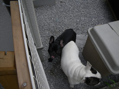 20090819b.jpg