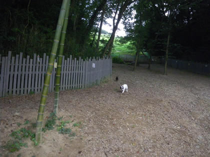 20090819d.jpg