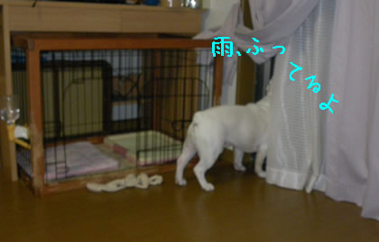 20090904c.jpg